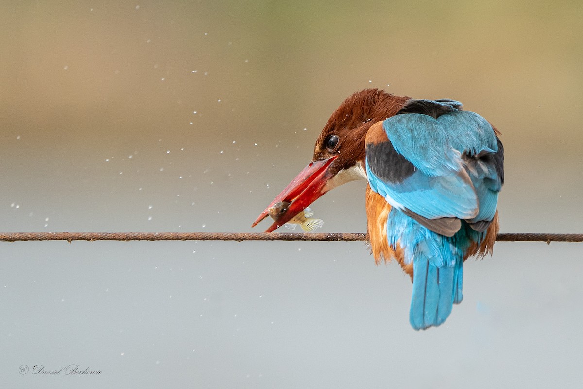 White-throated Kingfisher - ML613380426