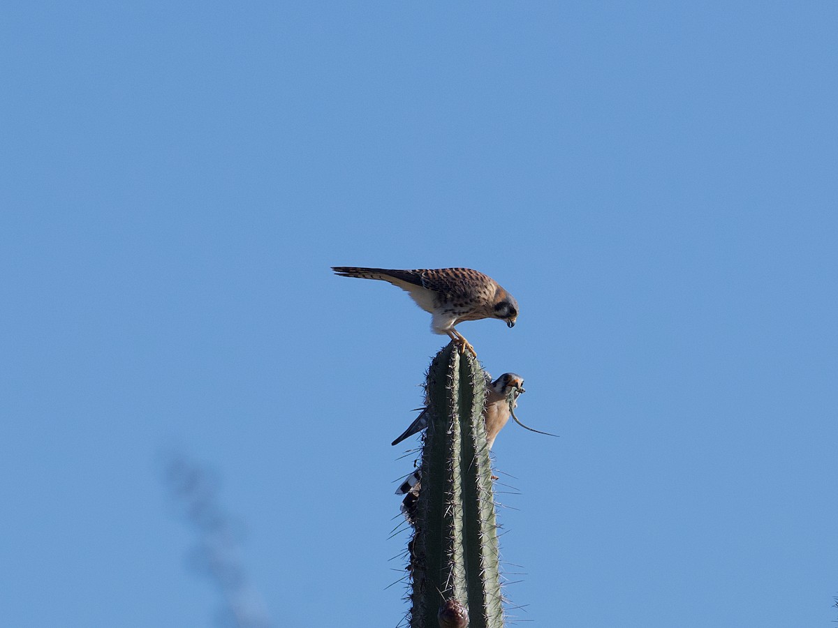 American Kestrel - Michael Tromp