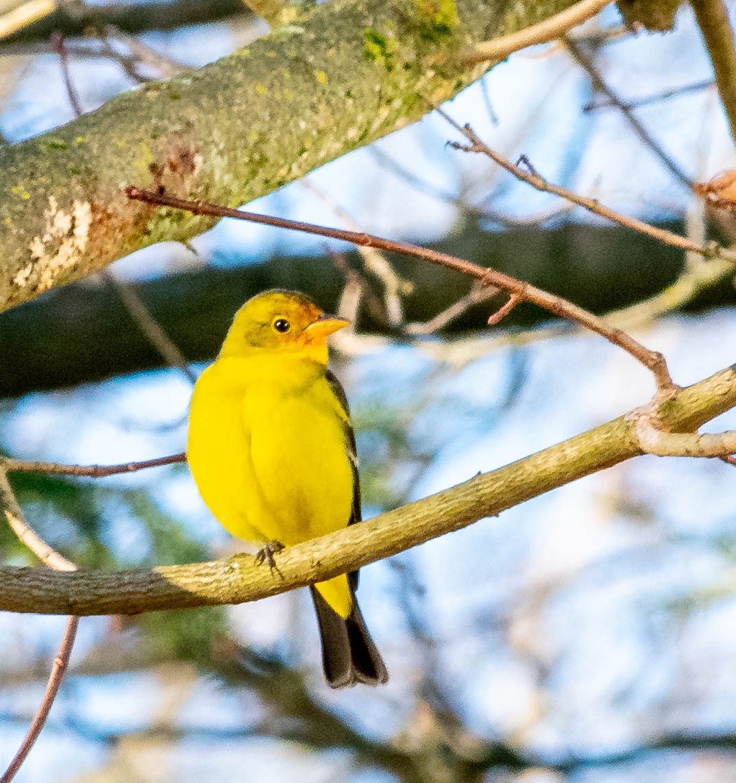 Western Tanager - Susan Kamps