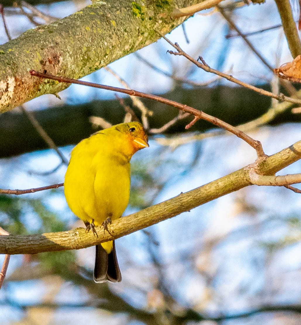 Western Tanager - Susan Kamps