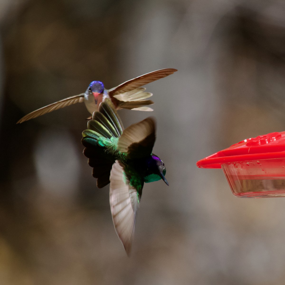Violet-crowned Hummingbird - ML613380608