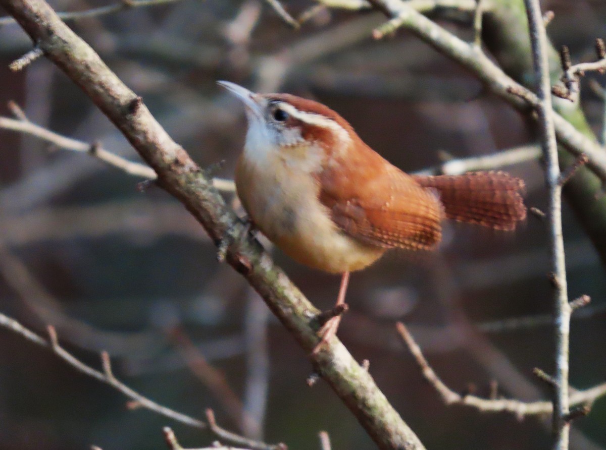 Carolina Wren - ML613380702