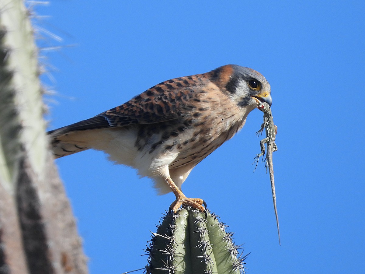 American Kestrel - Glenda Tromp