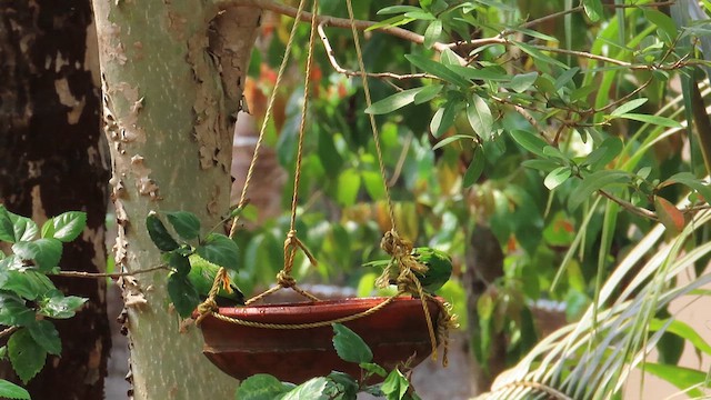 Golden-fronted Leafbird - ML613380727