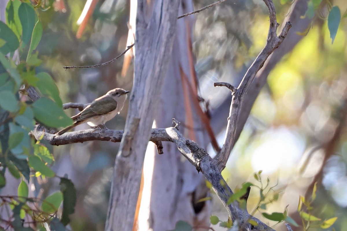 Black-eared Cuckoo - ML613380847