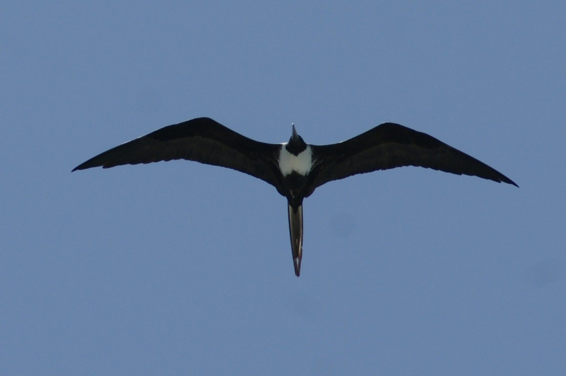 Magnificent Frigatebird - ML613380889