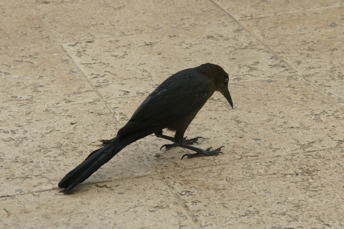 Great-tailed Grackle - ML613380912