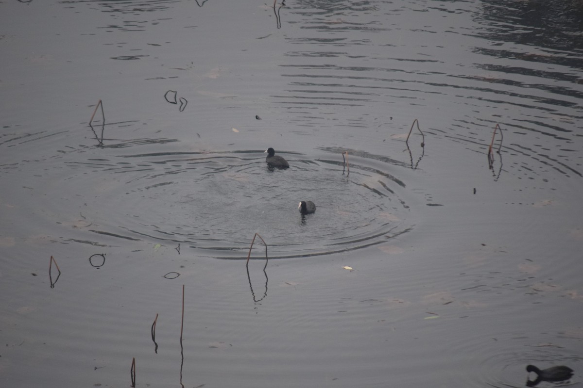 Eurasian Coot - ML613380929