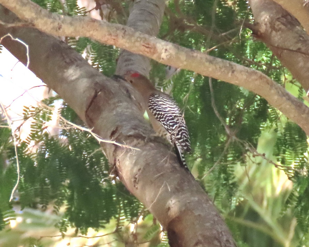 Gila Woodpecker - ML613381012