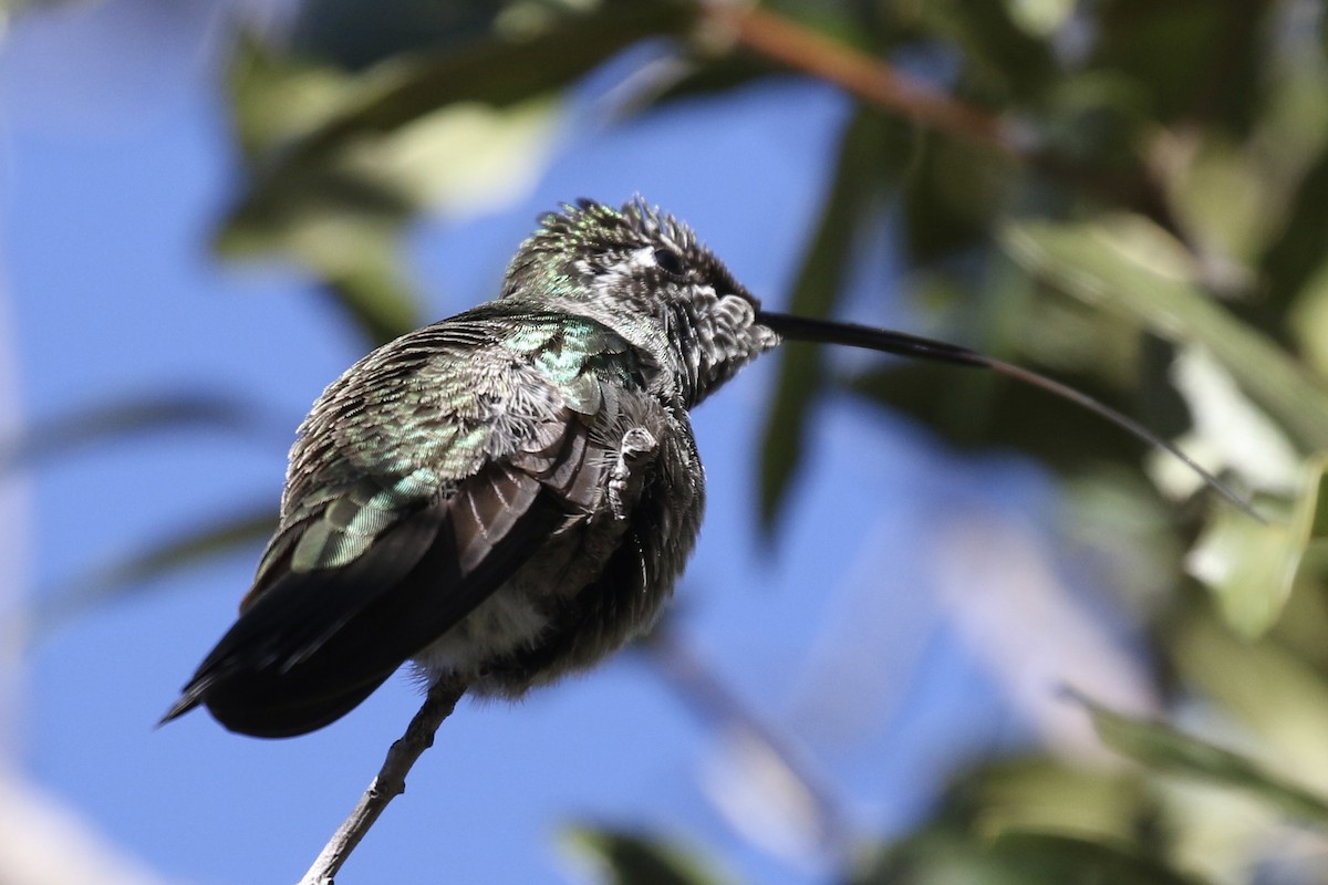 Rivoli's Hummingbird - ML613381026