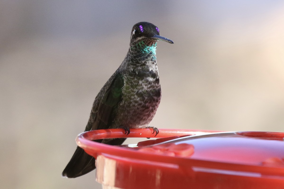 Rivoli's Hummingbird - ML613381027