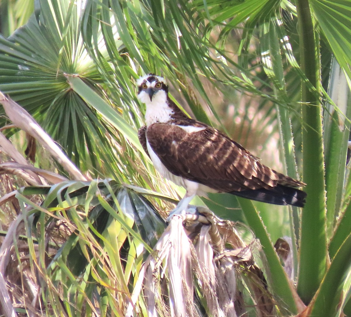 Osprey - ML613381078