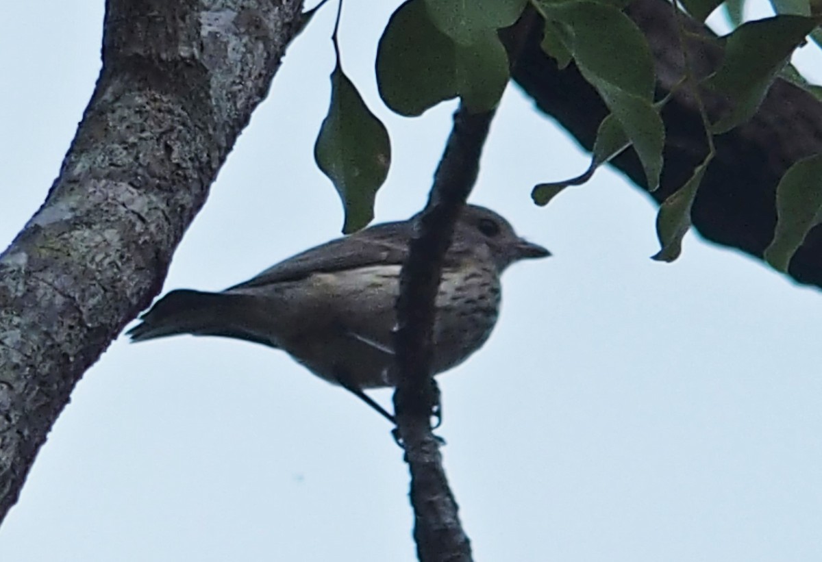 ub. spurvefugl (Passeriformes sp.) - ML613381111