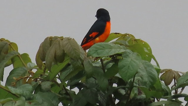 Orange Minivet - ML613381131