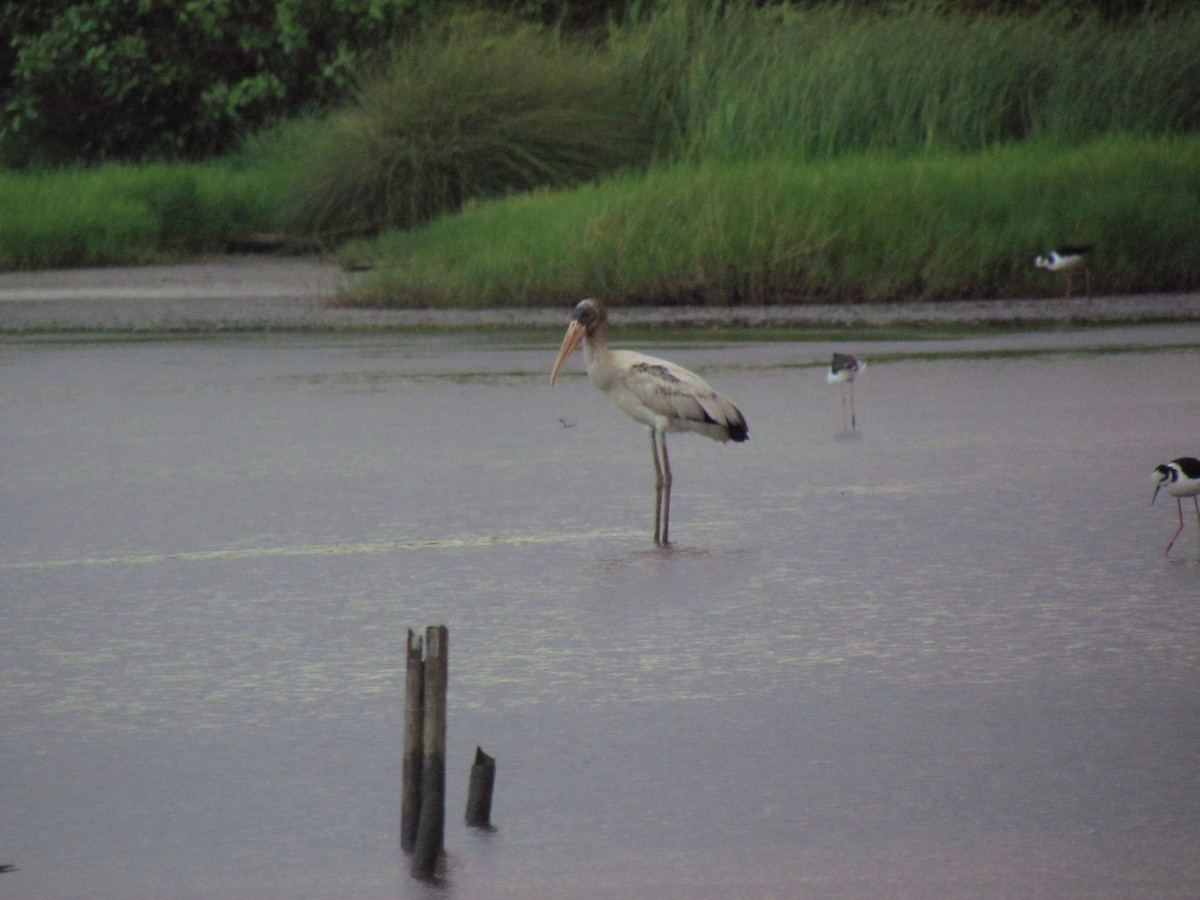 Wood Stork - ML613381137