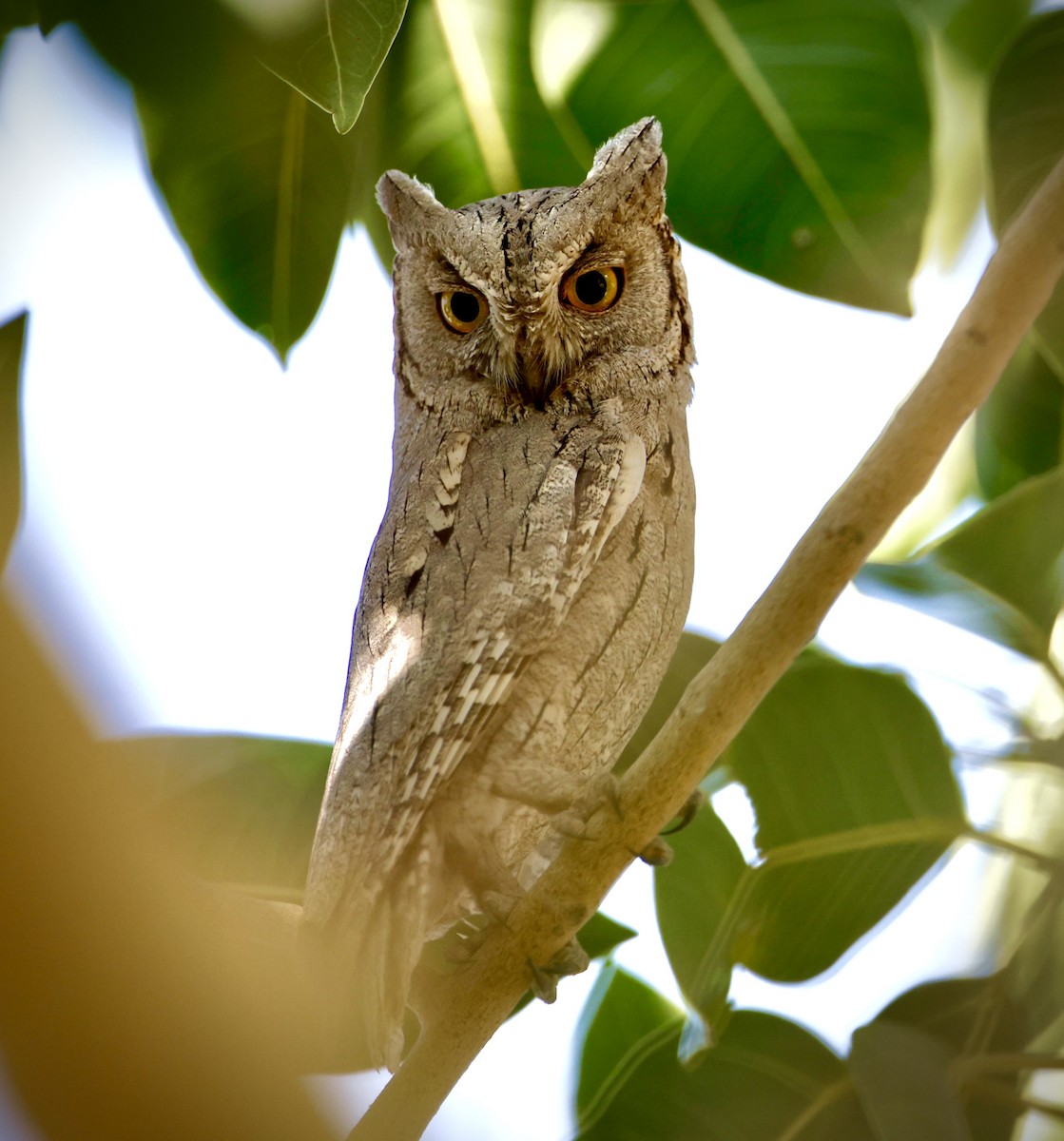 Pallid Scops-Owl - ML613381143