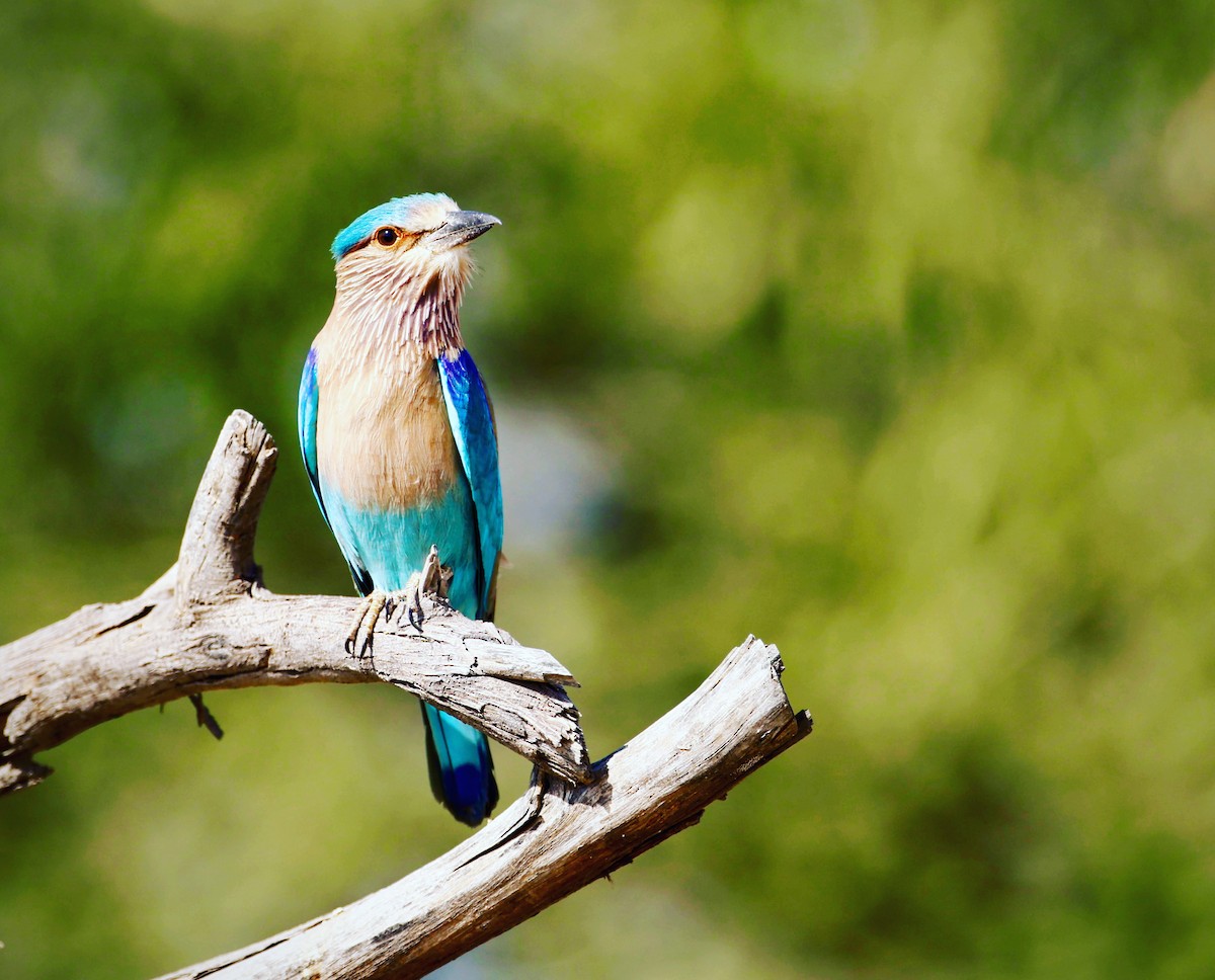 Indian Roller - ML613381147