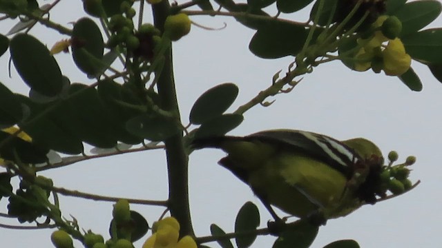 Common Iora - ML613381169