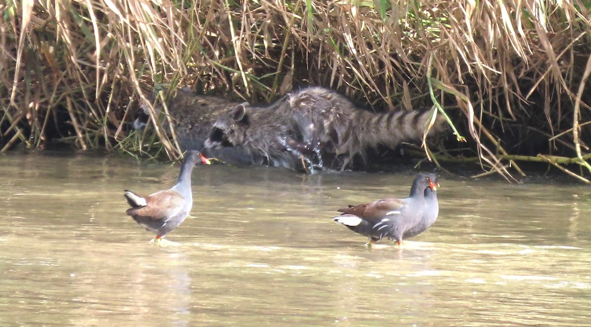 Common Gallinule - Bonnie McKenzie