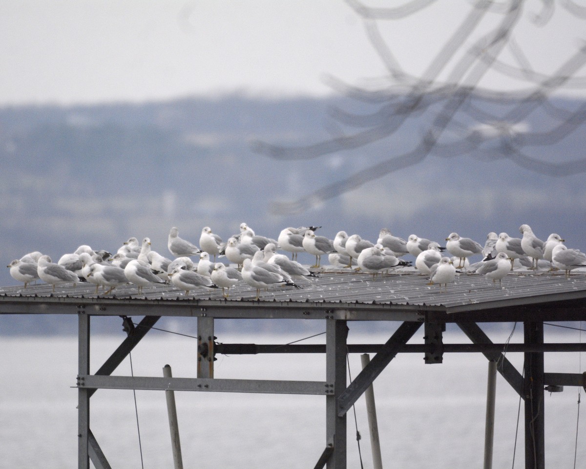 Ring-billed Gull - ML613381230