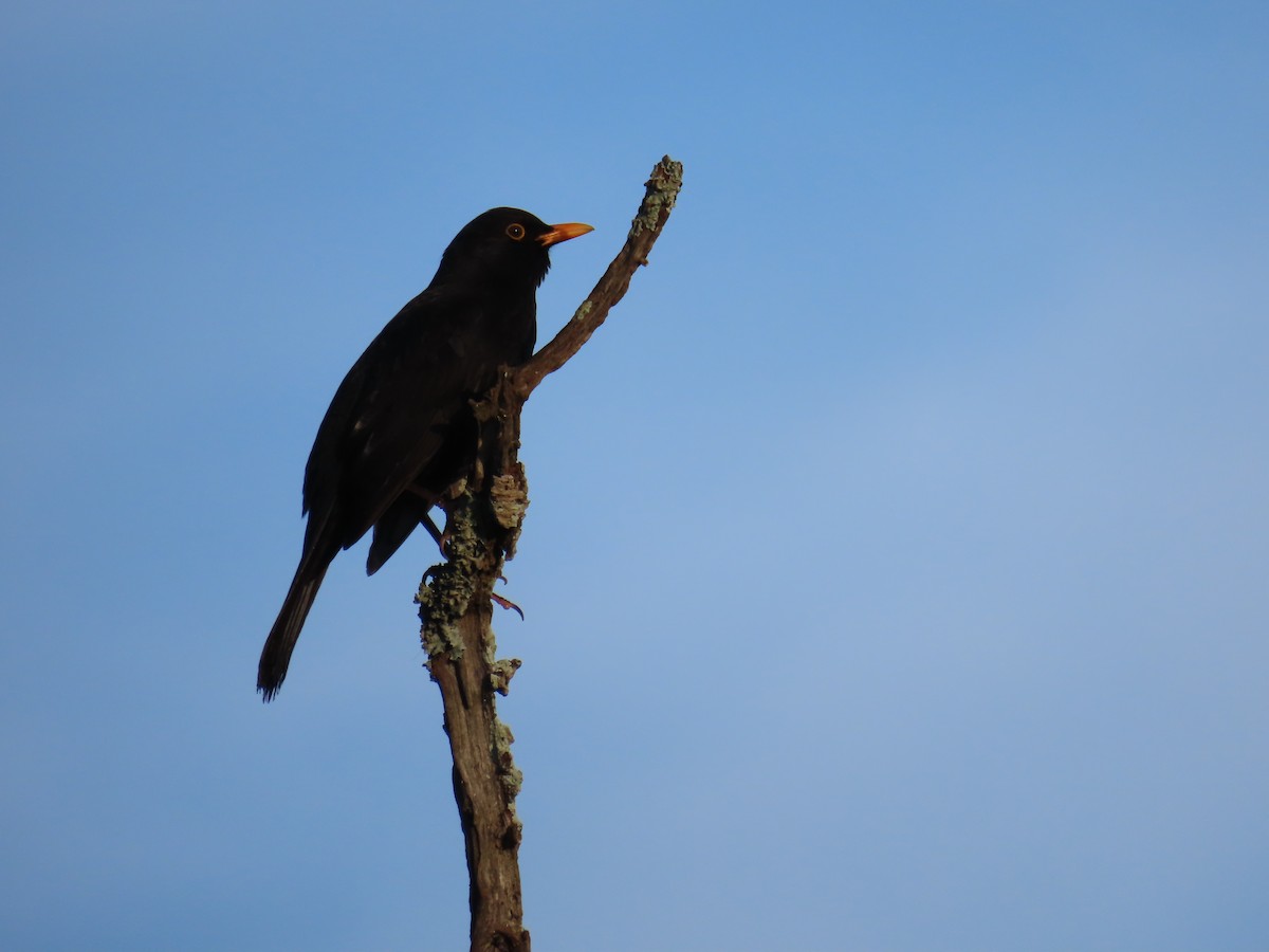 Eurasian Blackbird - ML613381247