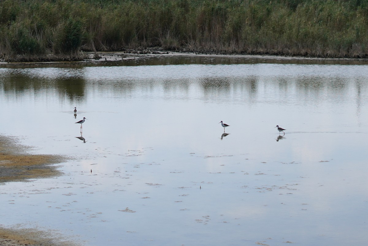 Black-winged Stilt - ML613381256