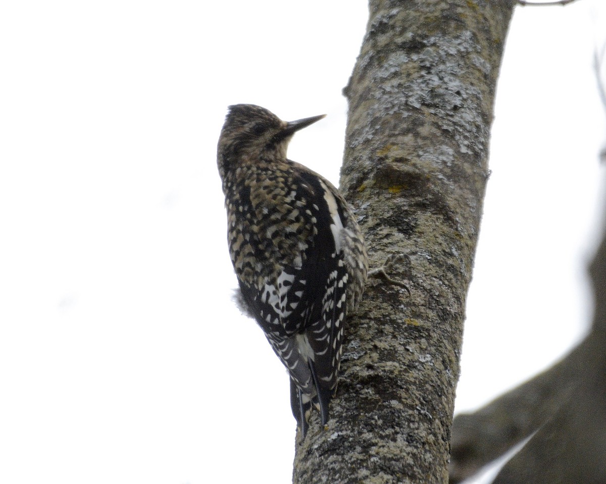 Yellow-bellied Sapsucker - ML613381261