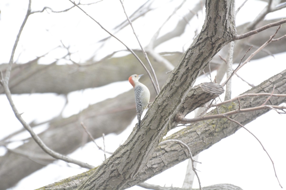 Red-bellied Woodpecker - ML613381334
