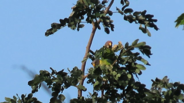 Plum-headed Parakeet - ML613381342