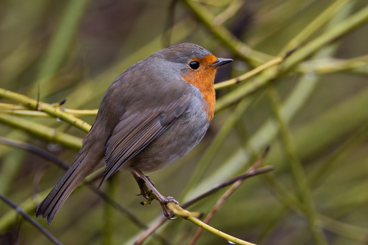 European Robin - ML613381353