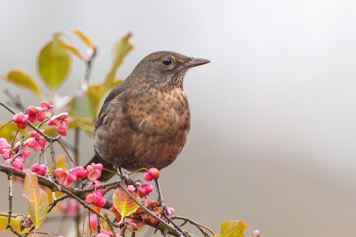 Eurasian Blackbird - ML613381366