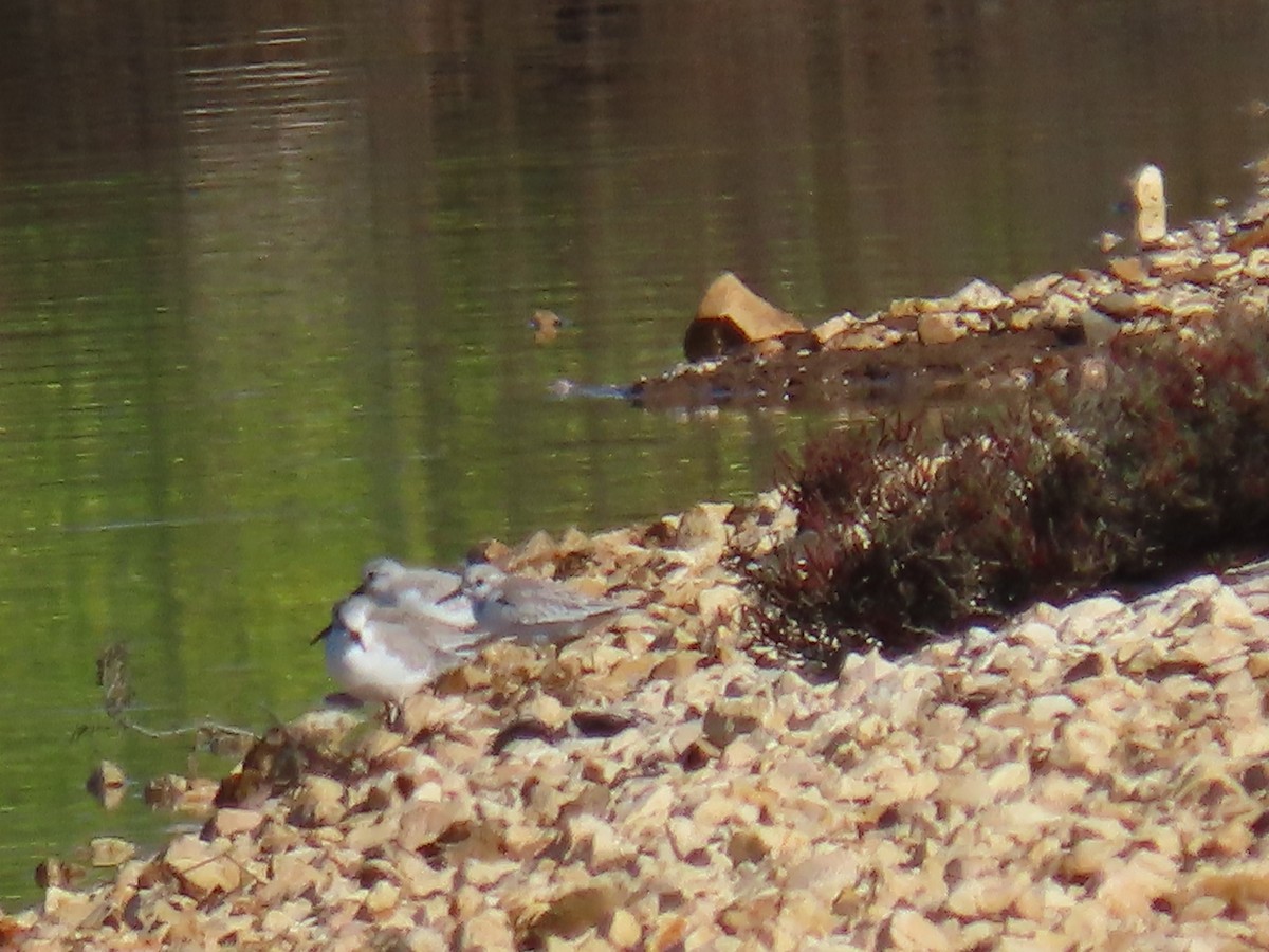 Sanderling - Elizabeth Ferber