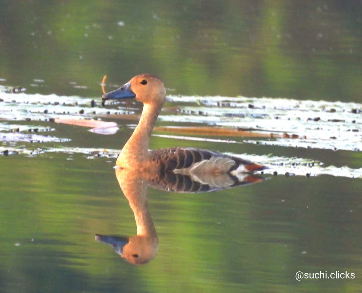 Dendrocygne siffleur - ML613381398