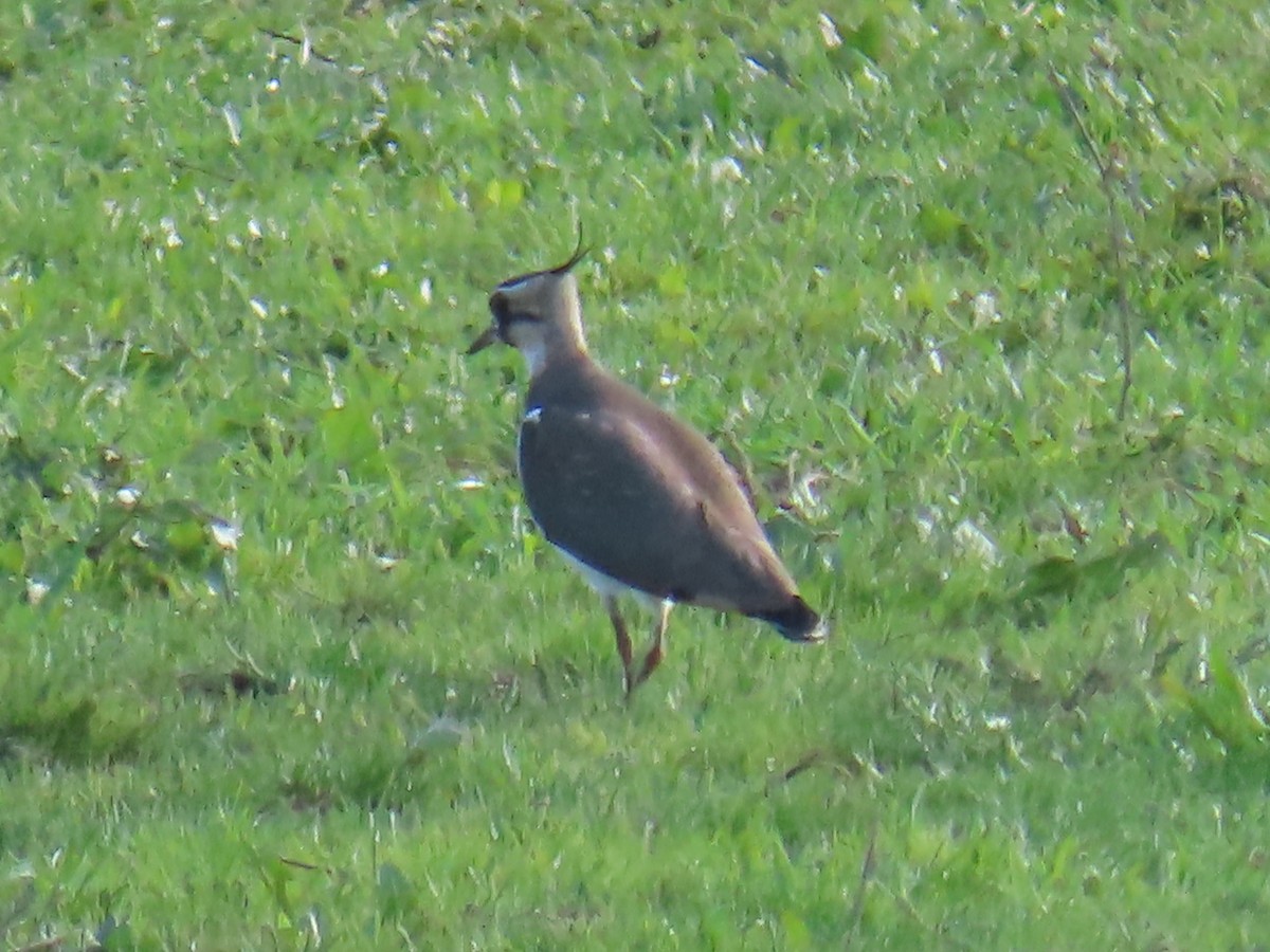 Northern Lapwing - ML613381412