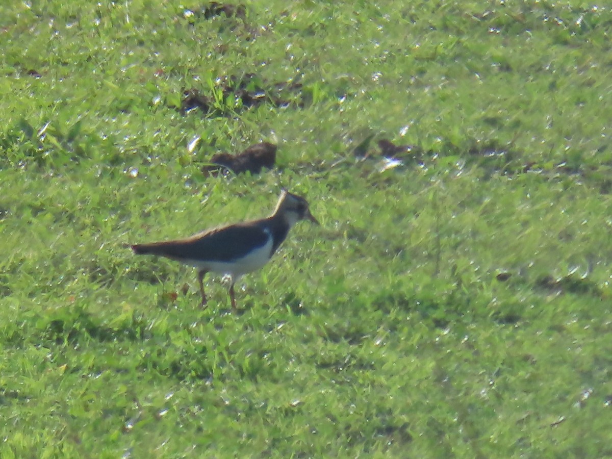 Northern Lapwing - Elizabeth Ferber