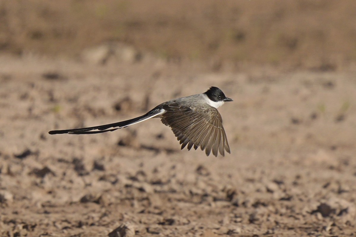 Fork-tailed Flycatcher - Jorge Claudio Schlemmer