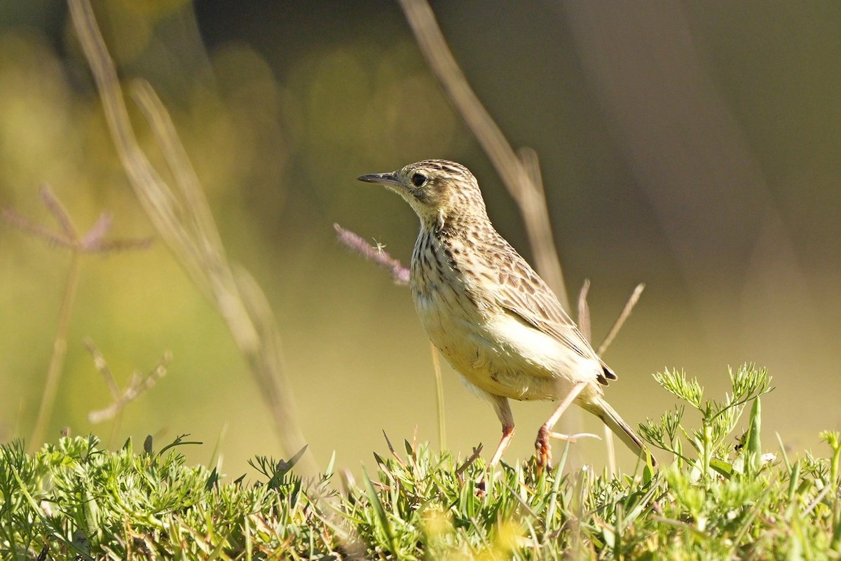 Yellowish Pipit - Jorge Claudio Schlemmer