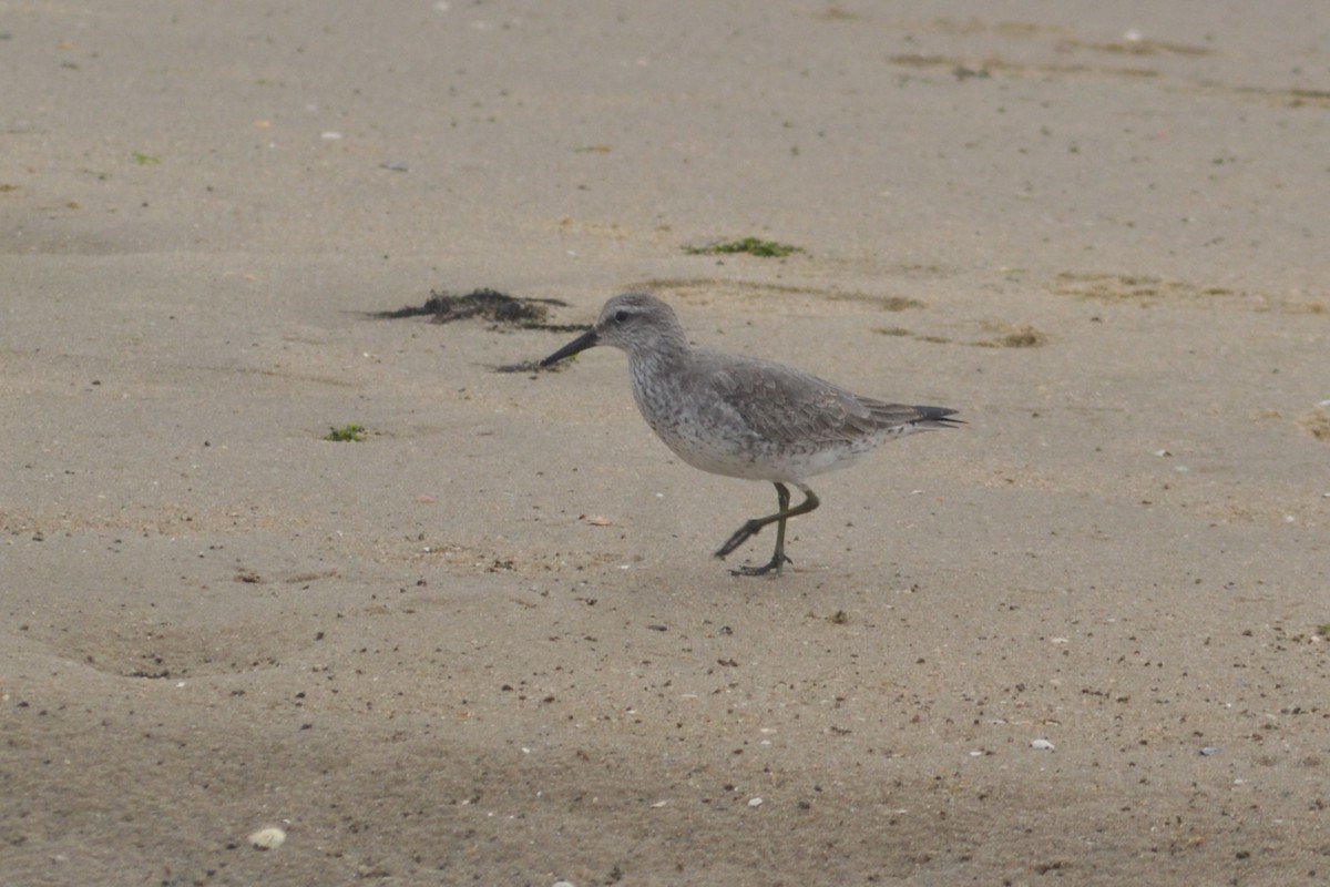 Red Knot - ML613381465