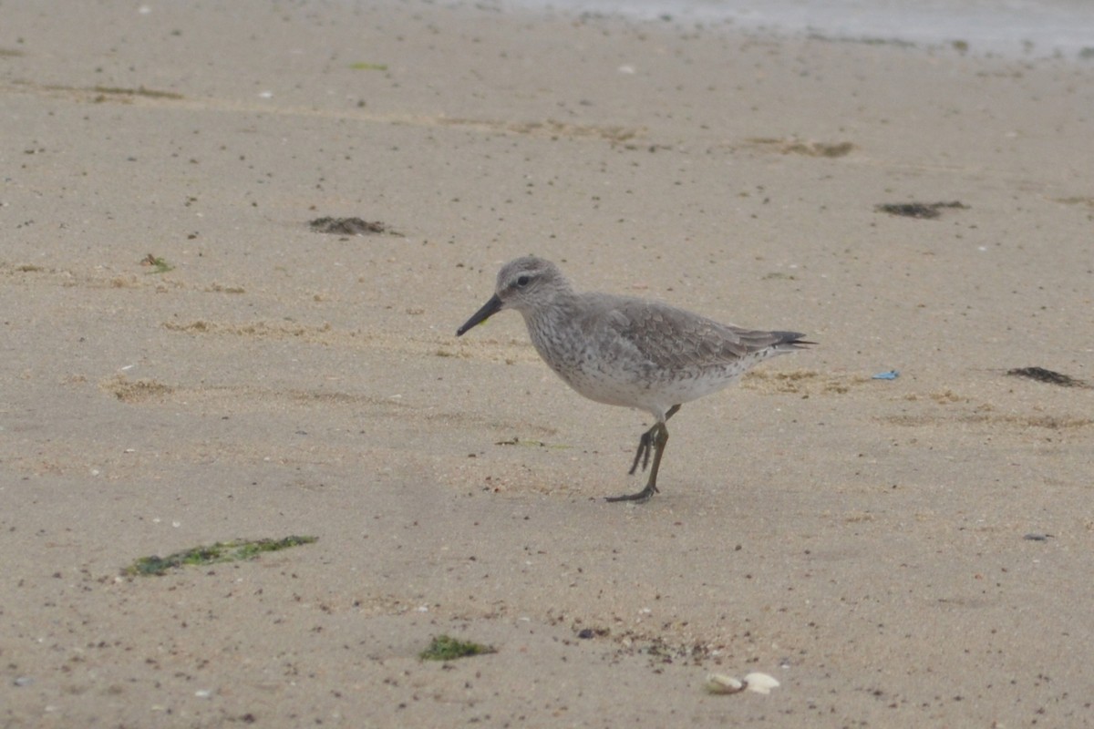 Red Knot - ML613381472