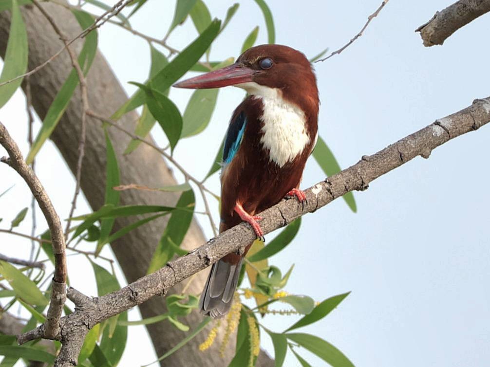 White-throated Kingfisher - ML613381504