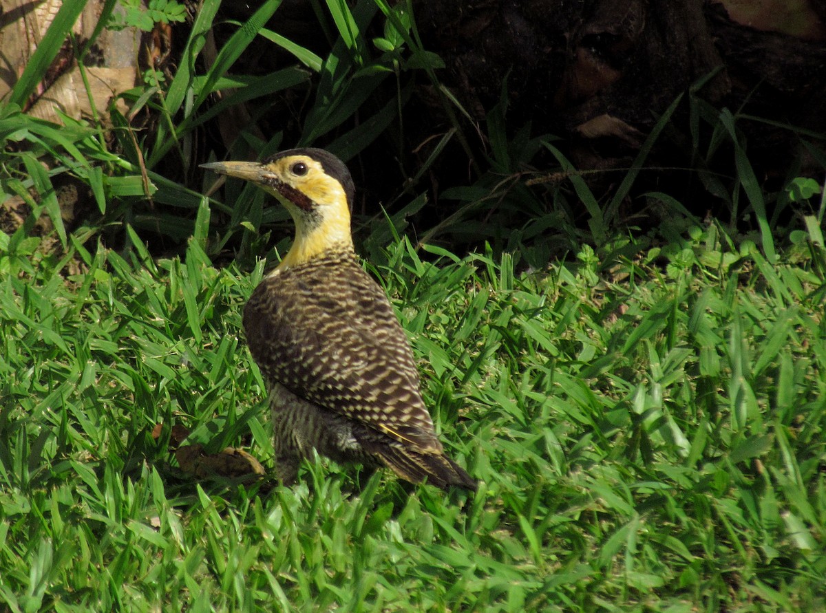 Campo Flicker (Field) - ML613381552