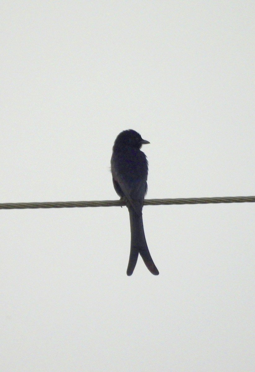 Drongo royal - ML613381621