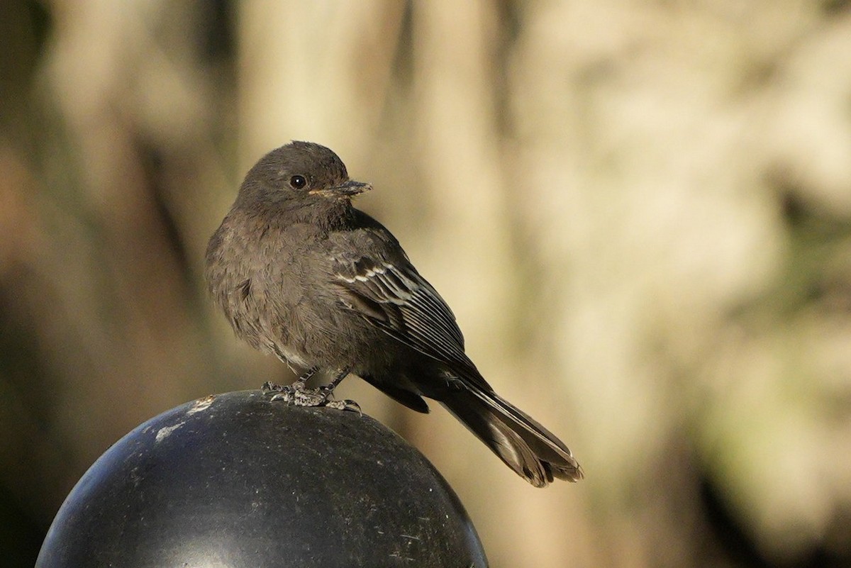 Black Phoebe - ML613381715