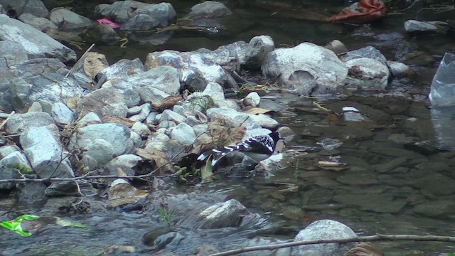 Spotted Forktail - ML613381772