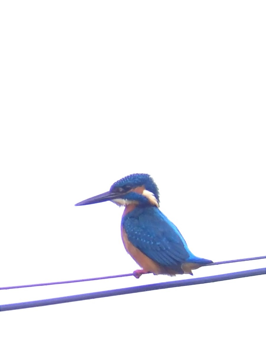 Common Kingfisher - ML613381831