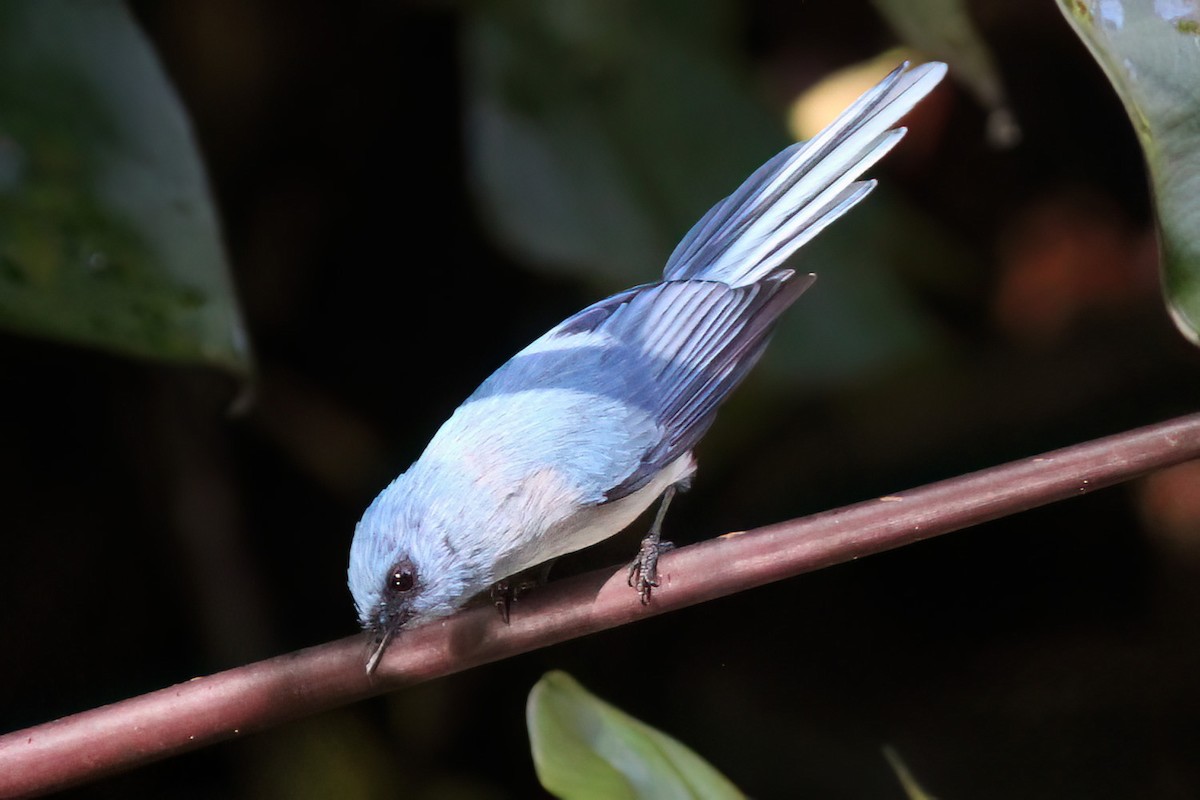 African Blue Flycatcher - ML613381847