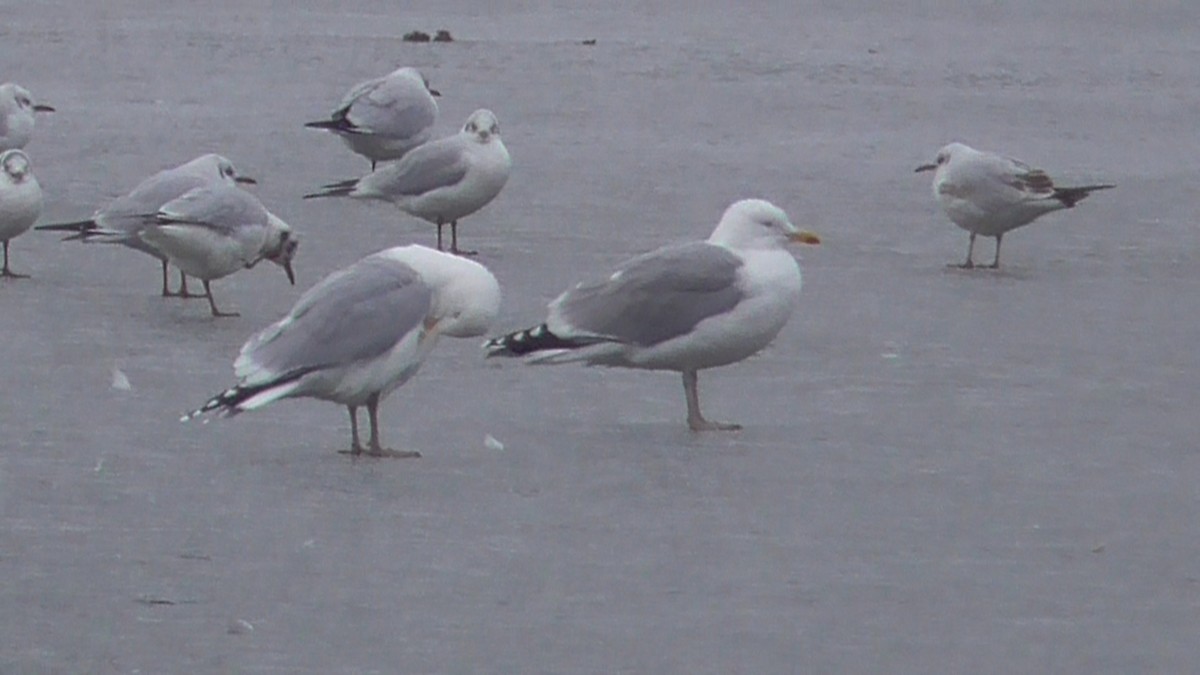 Goéland argenté - ML613381848