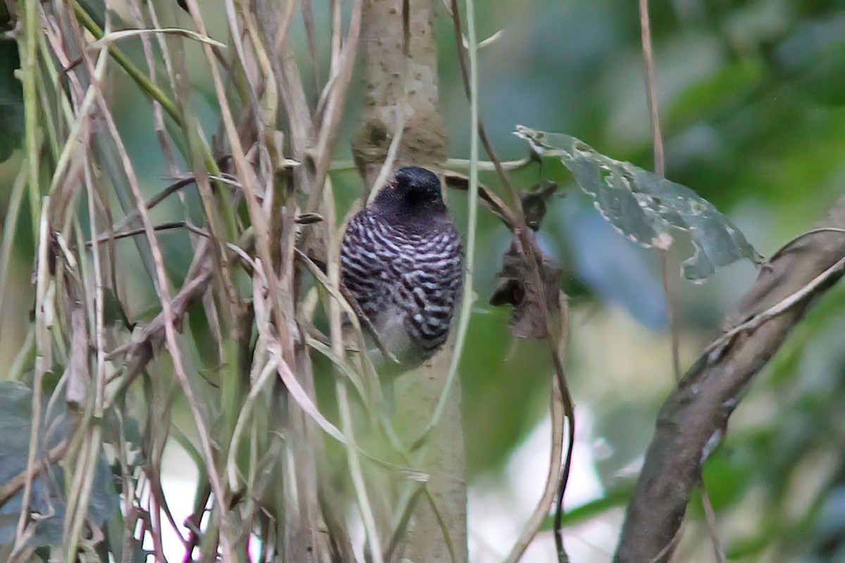 Banded Prinia (Black-faced) - ML613381961