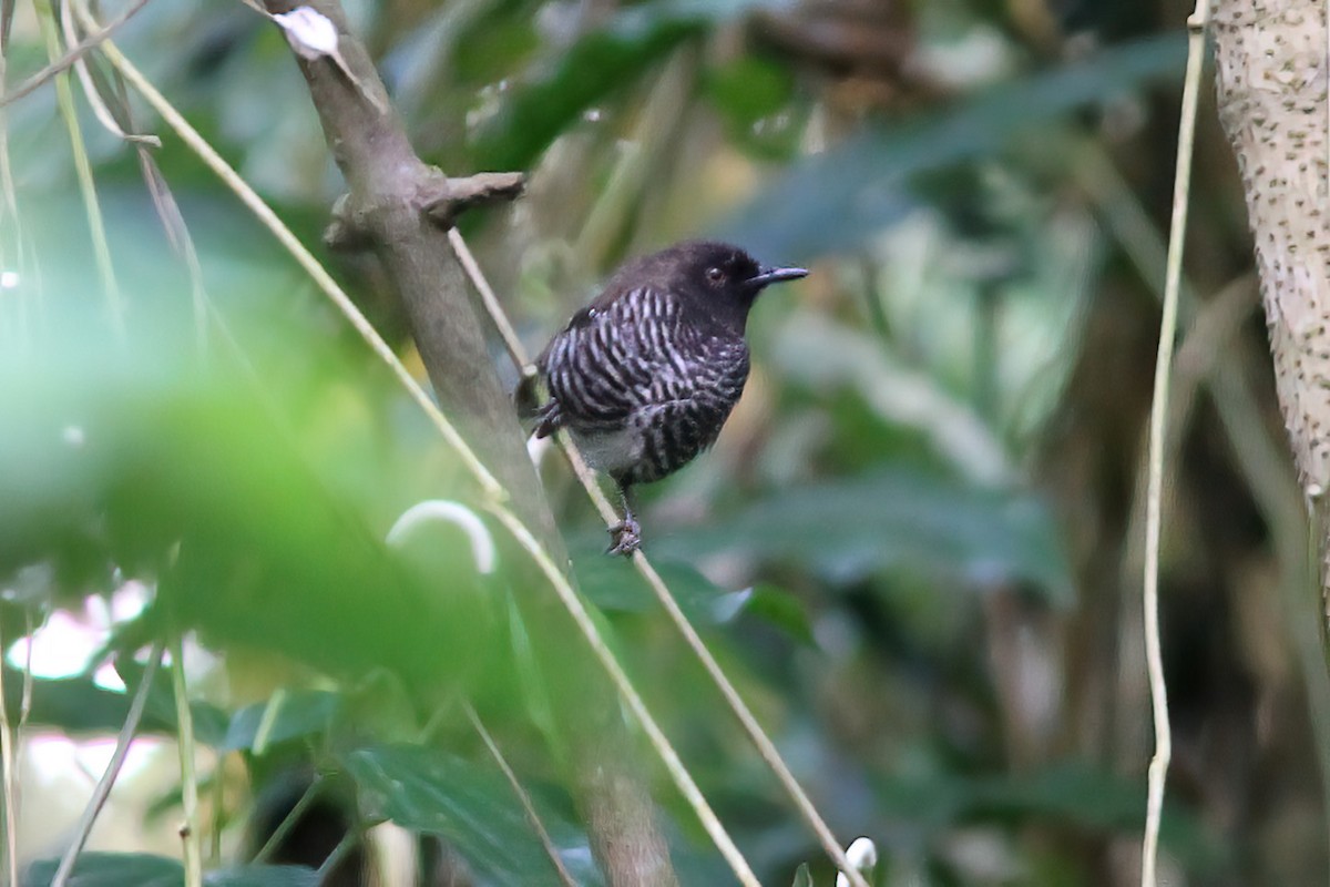 Banded Prinia (Black-faced) - ML613381971