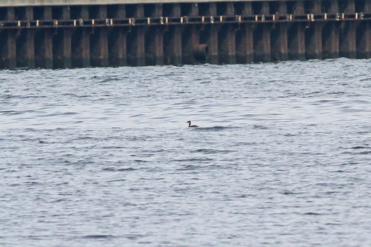 Red-necked Grebe - ML613382080